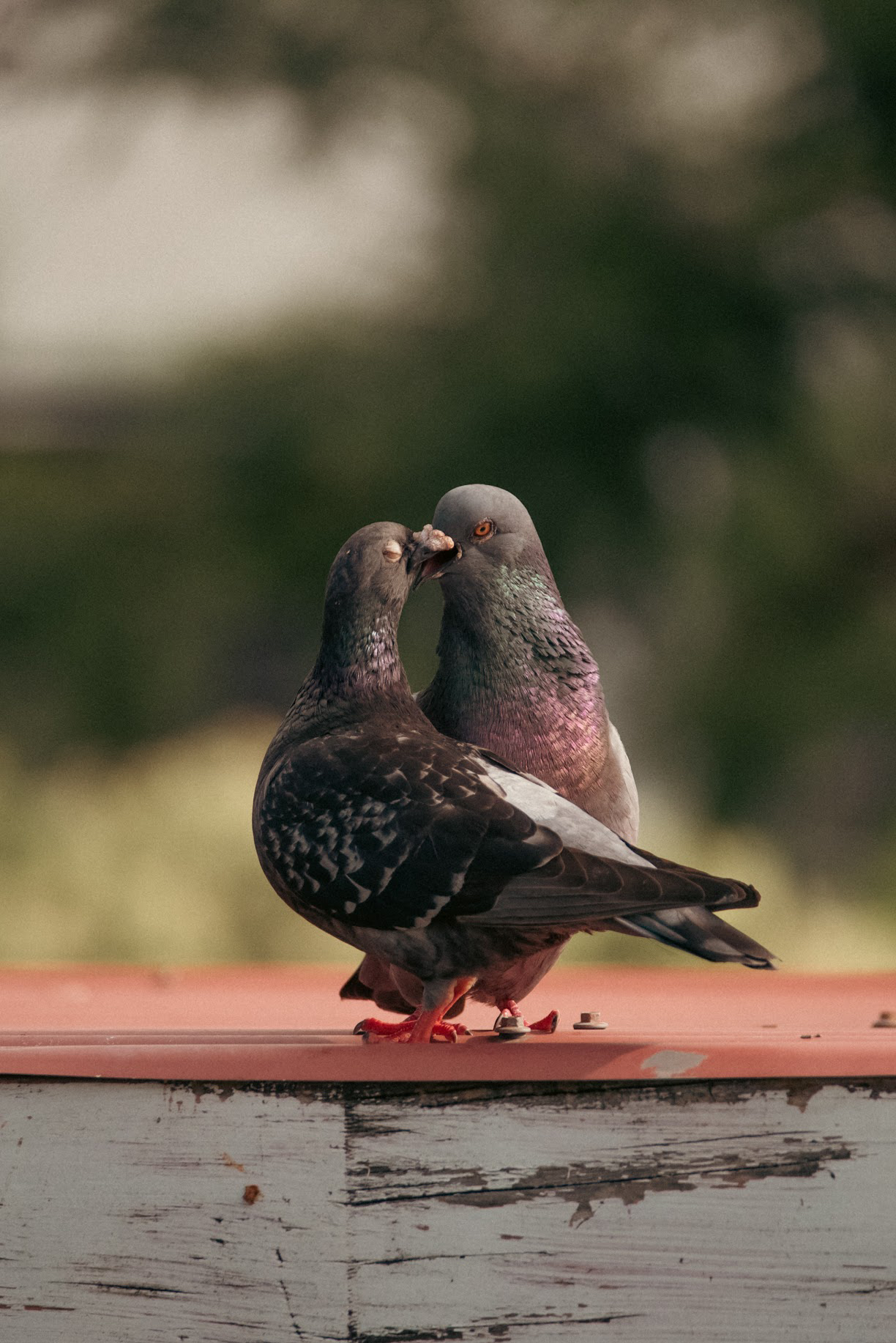 Two pigeons in romantic stance